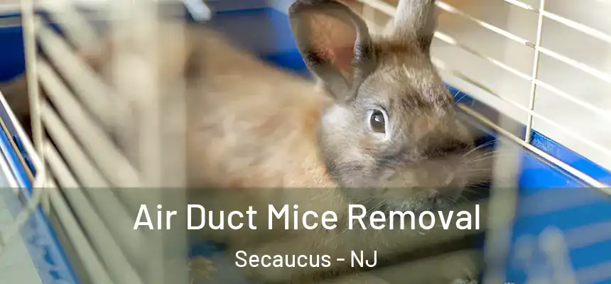  Air Duct Mice Removal Secaucus - NJ